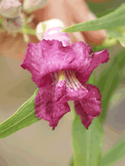 chilopsis linearis flower KM